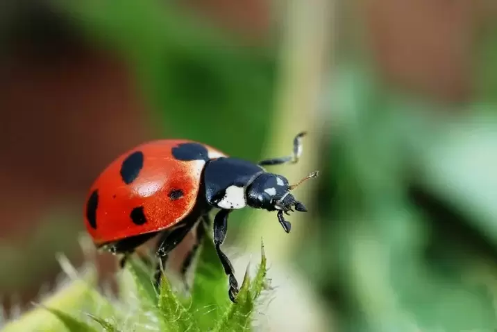 amulet សម្រាប់សំណាង-ladybug